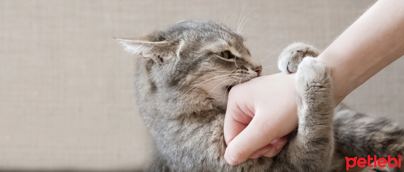 How to Calm and Tame Aggressive Cats