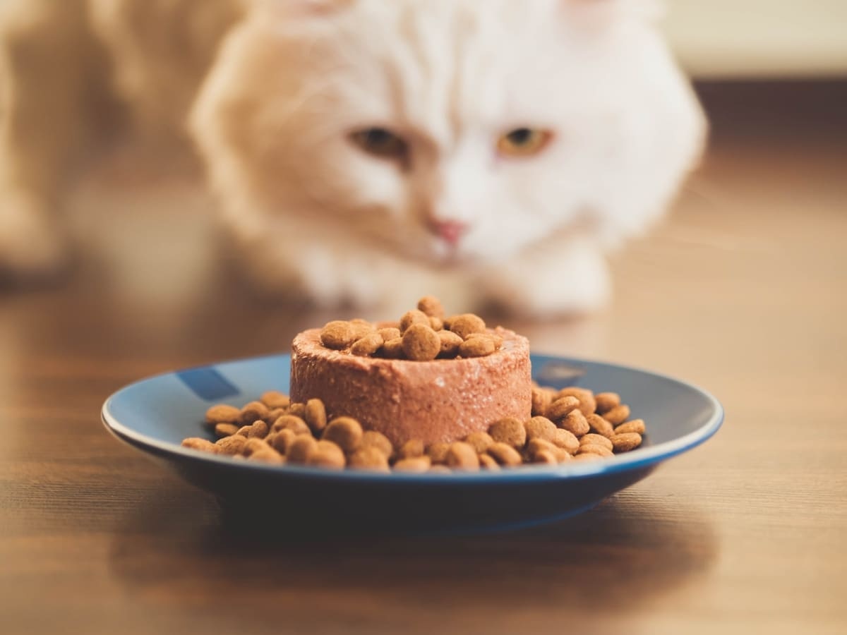Wet food and dry food kibbles in front of a white cat