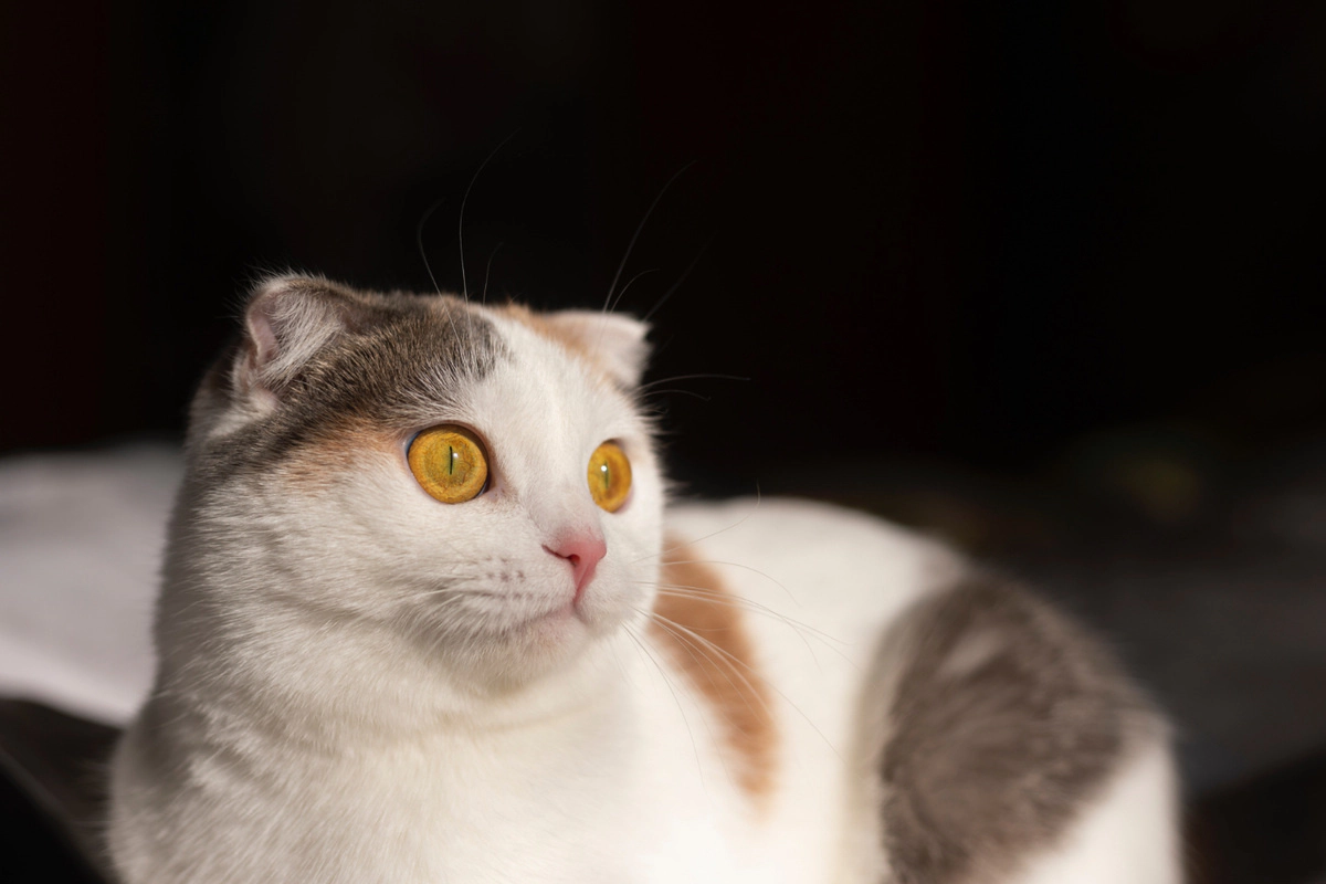 Scottish Fold cat with the sun in its face