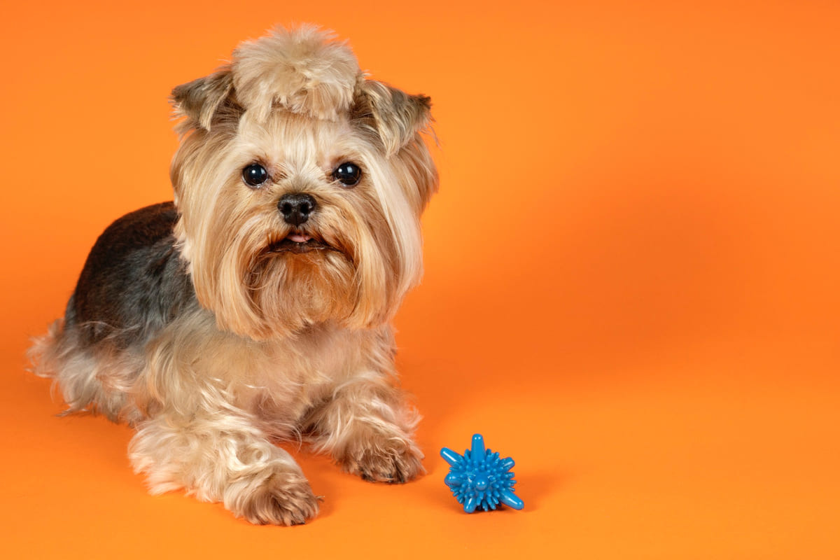 Sitting Yorkshire Terrier dog