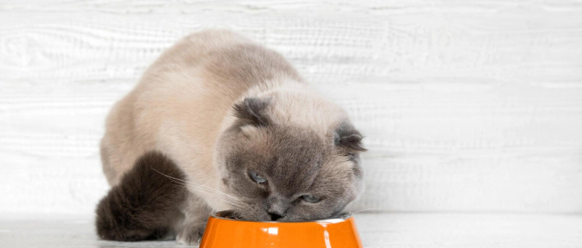 Causes, Symptoms, and Treatment of Food Allergies in Cats: What Should I Do?