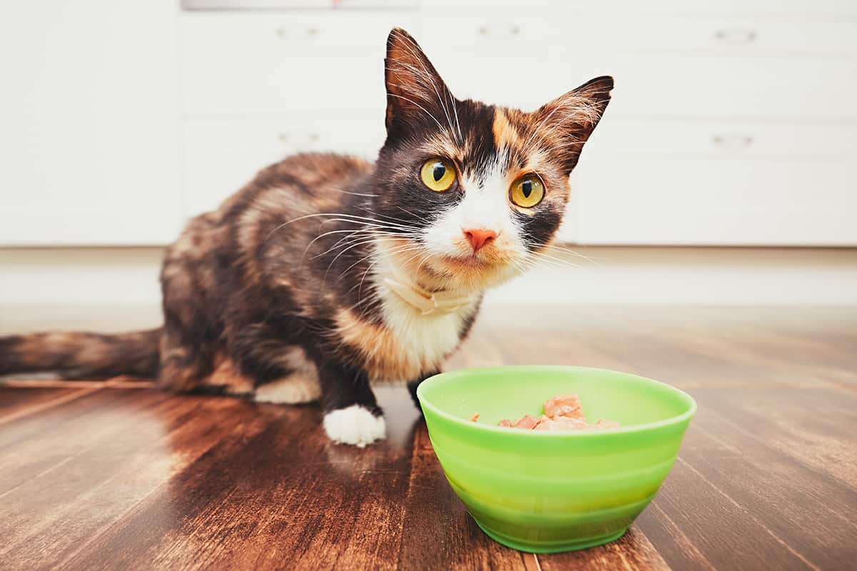 A multicolored cat eating wet food from a green food bowl