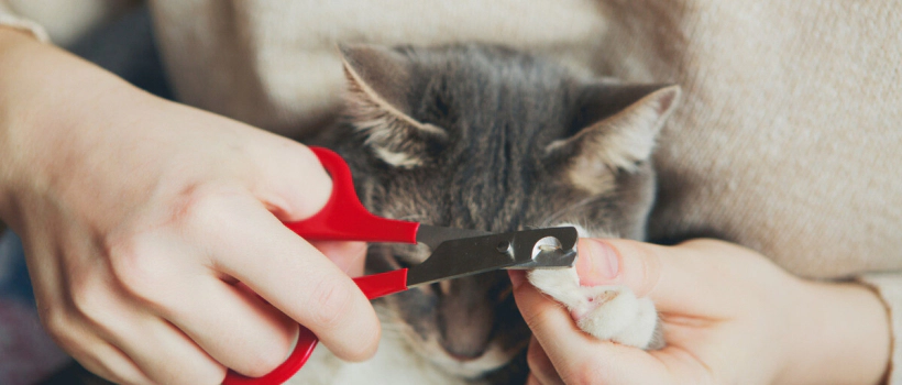 How to Trim a Cat's Nails? Trim Your Cat's Nails Effortlessly in 7 Steps