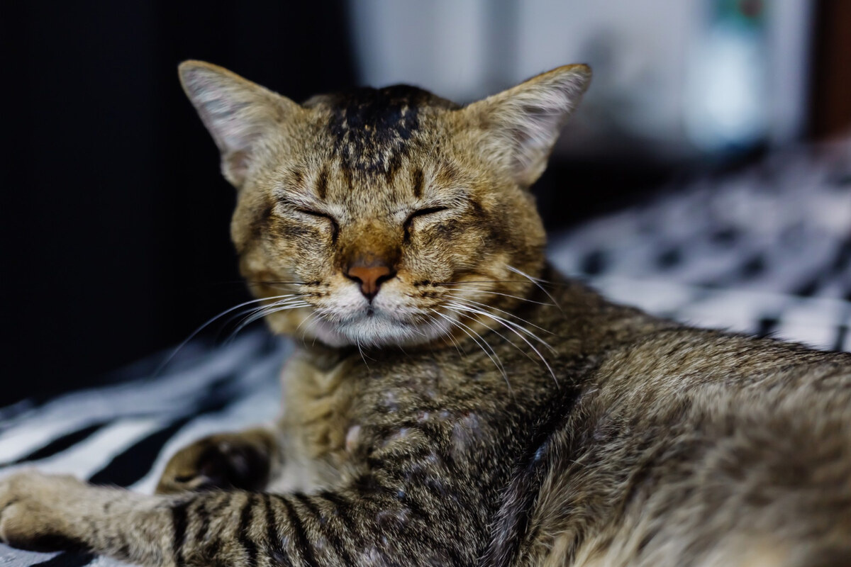 A tabby cat blinking