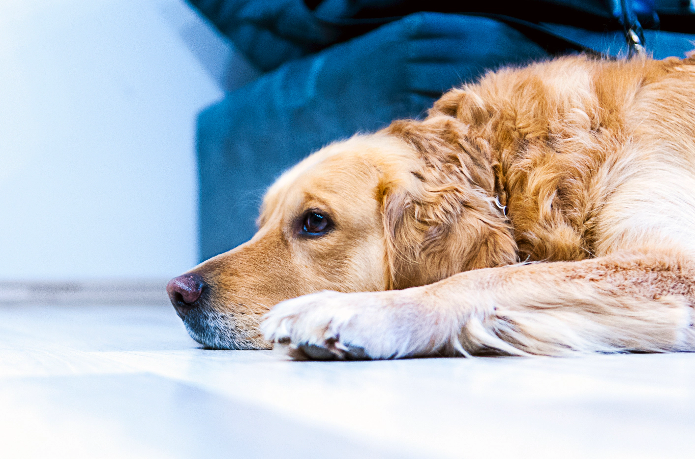 Dog lying on the ground