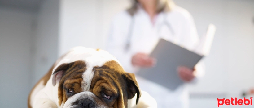 Hypocalcemia in Dogs