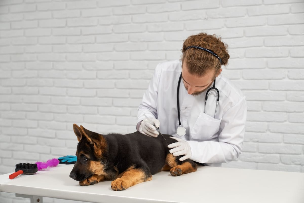 German Shepherd being given an injection by a veterinarian