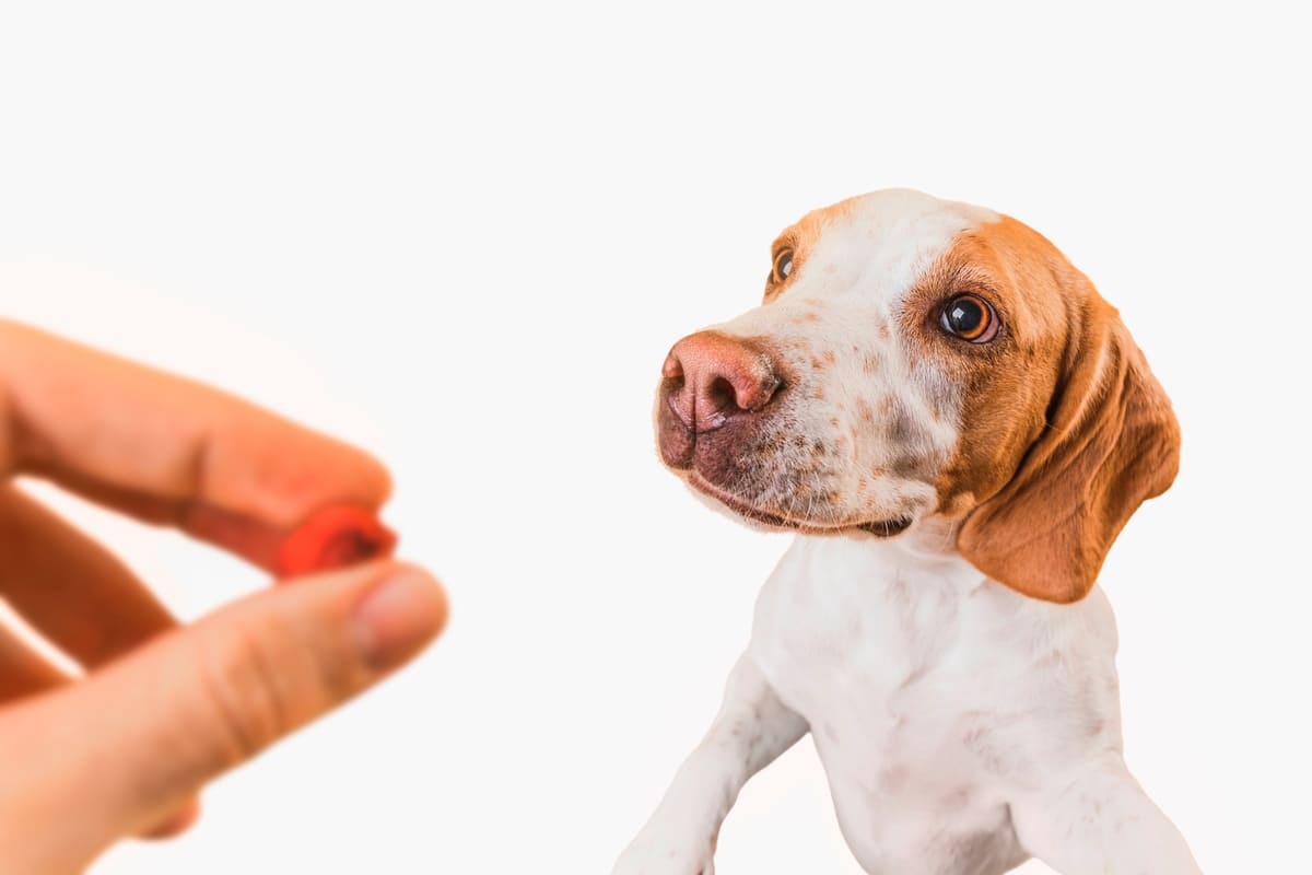 Dog waiting for a treat from its owner