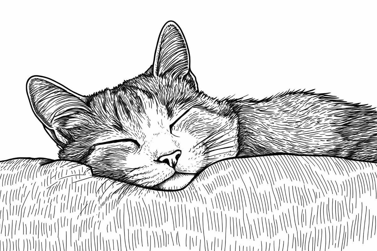 Sleeping cat drawing