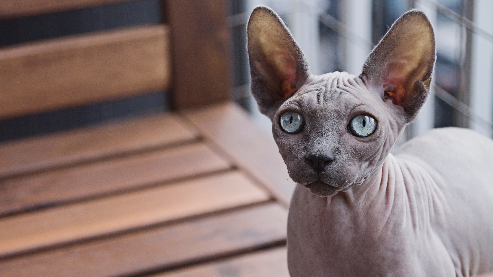 sphynx kedi