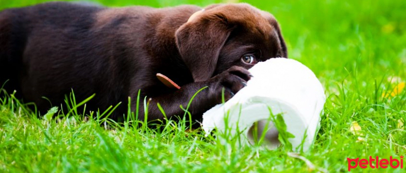 Collecting Poop During Walks