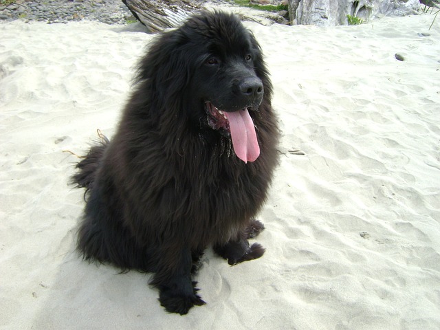 Black Newfoundland sitting in the snow