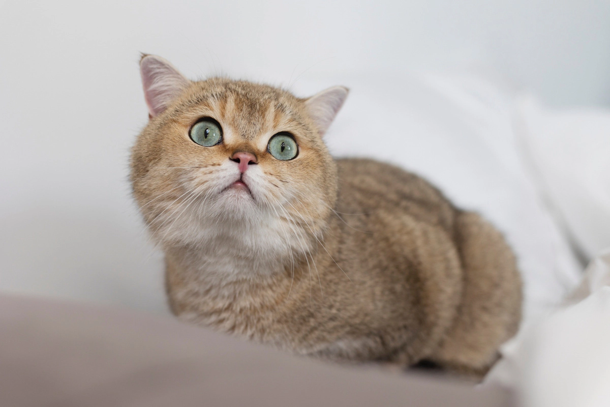 British Shorthair with honey-colored fur and green eyes