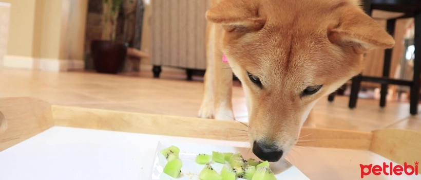 Can Dogs Eat Kiwi?