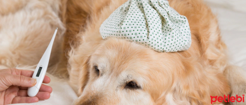 High Fever and Treatment in Dogs