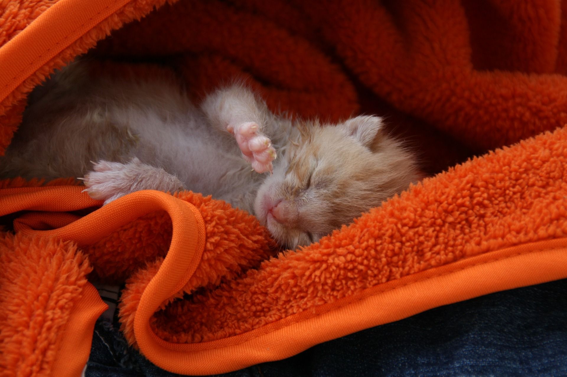 kitten sleeping wrapped in a towel