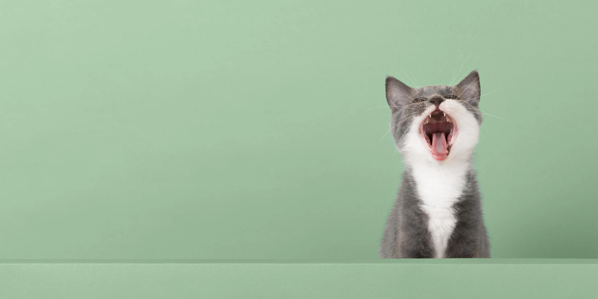 Cat with head raised meowing in front of green background