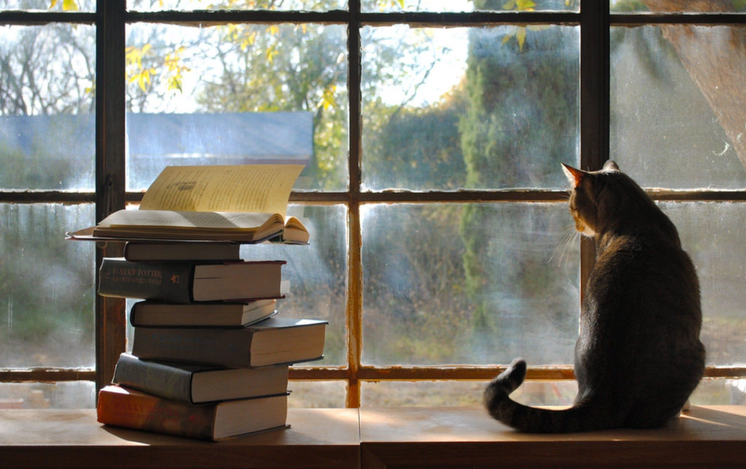 Tabby cat standing next to books and looking outside