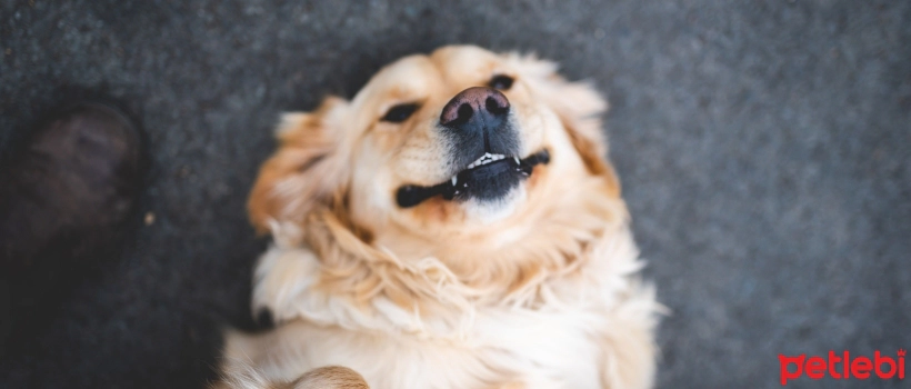 Causes of Aggression in Dogs