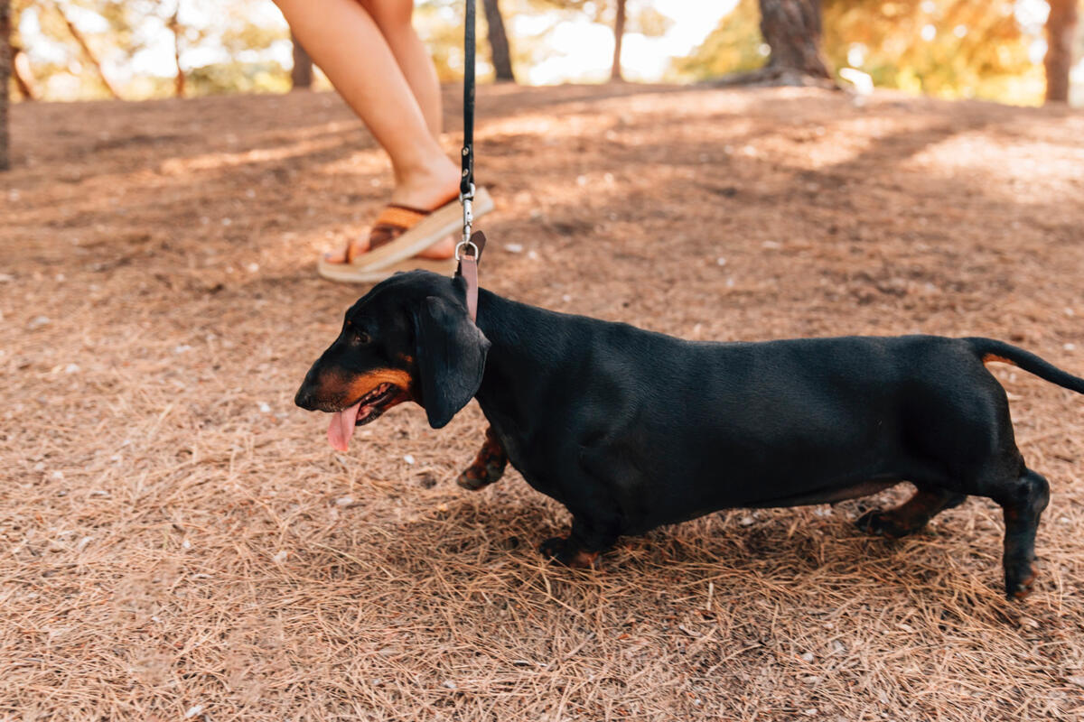 Sausage Dog on a Nature Walk