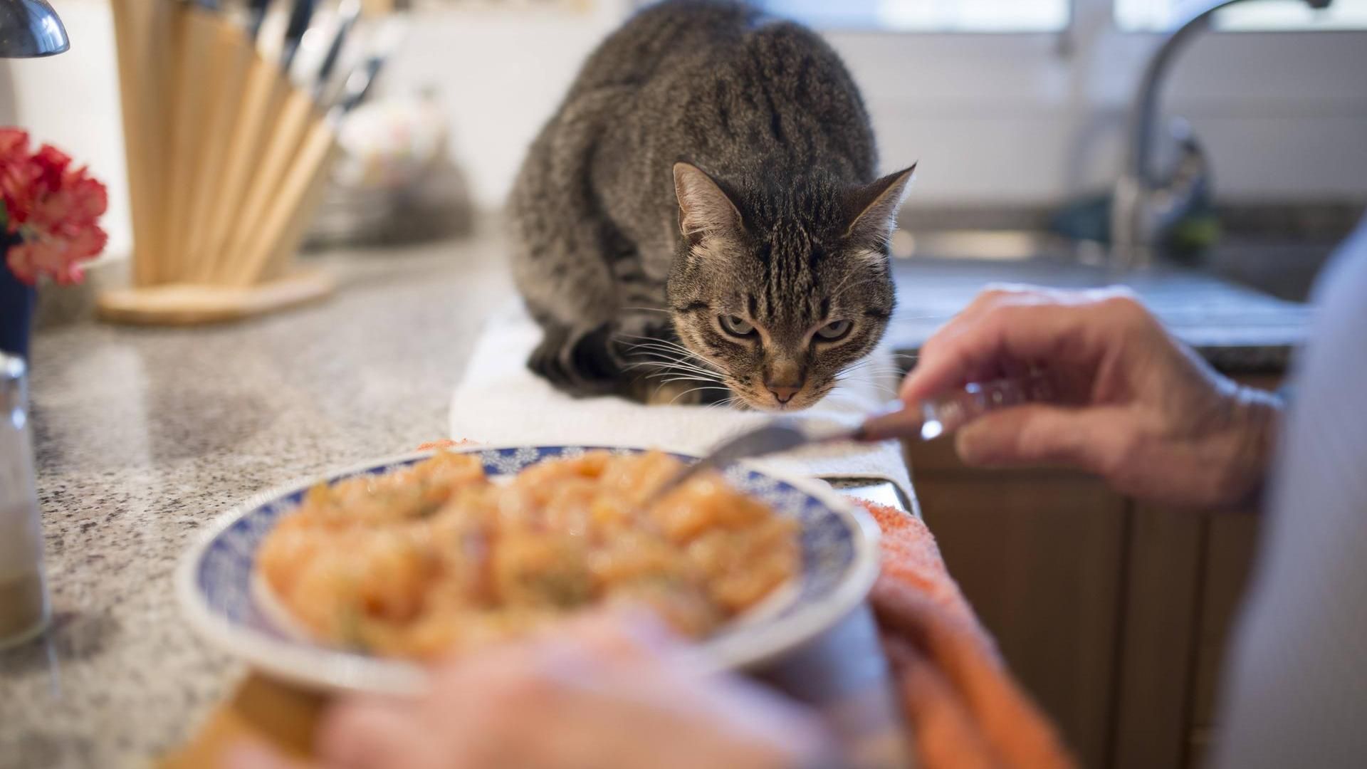 Cat focused on its food bowl
