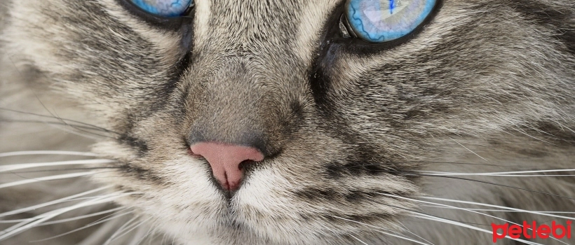 Corneal Ulcers in Cats: Causes, Symptoms, and Treatment