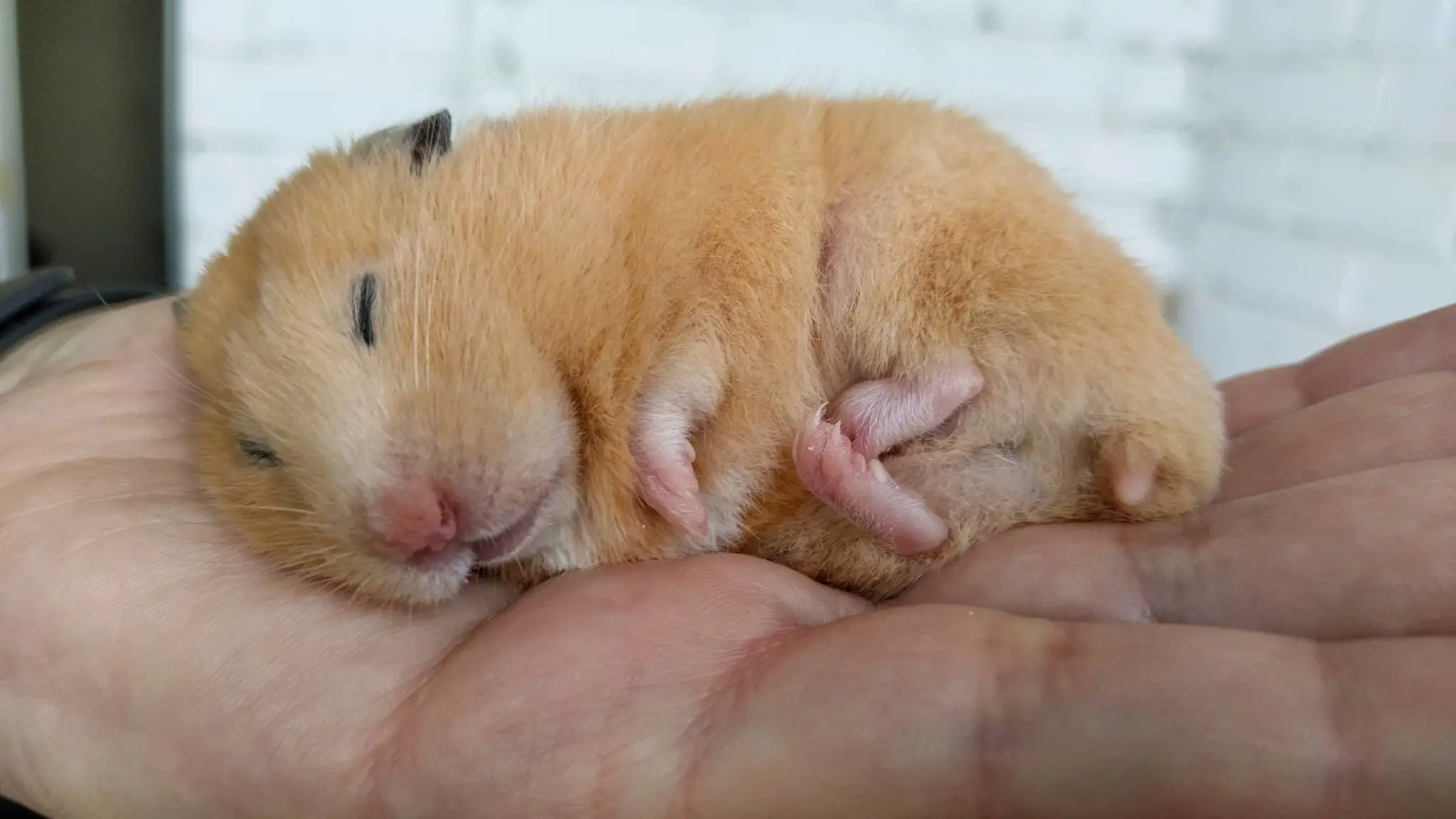 Sleeping hamster