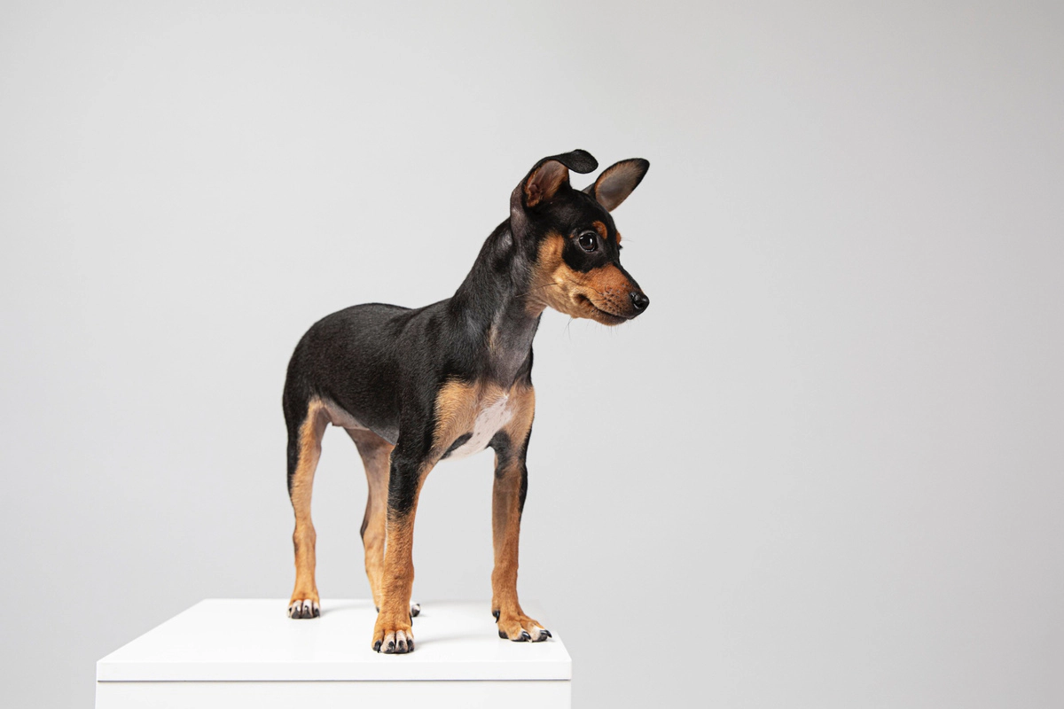Small breed black and brown dog with ears forward looking interested