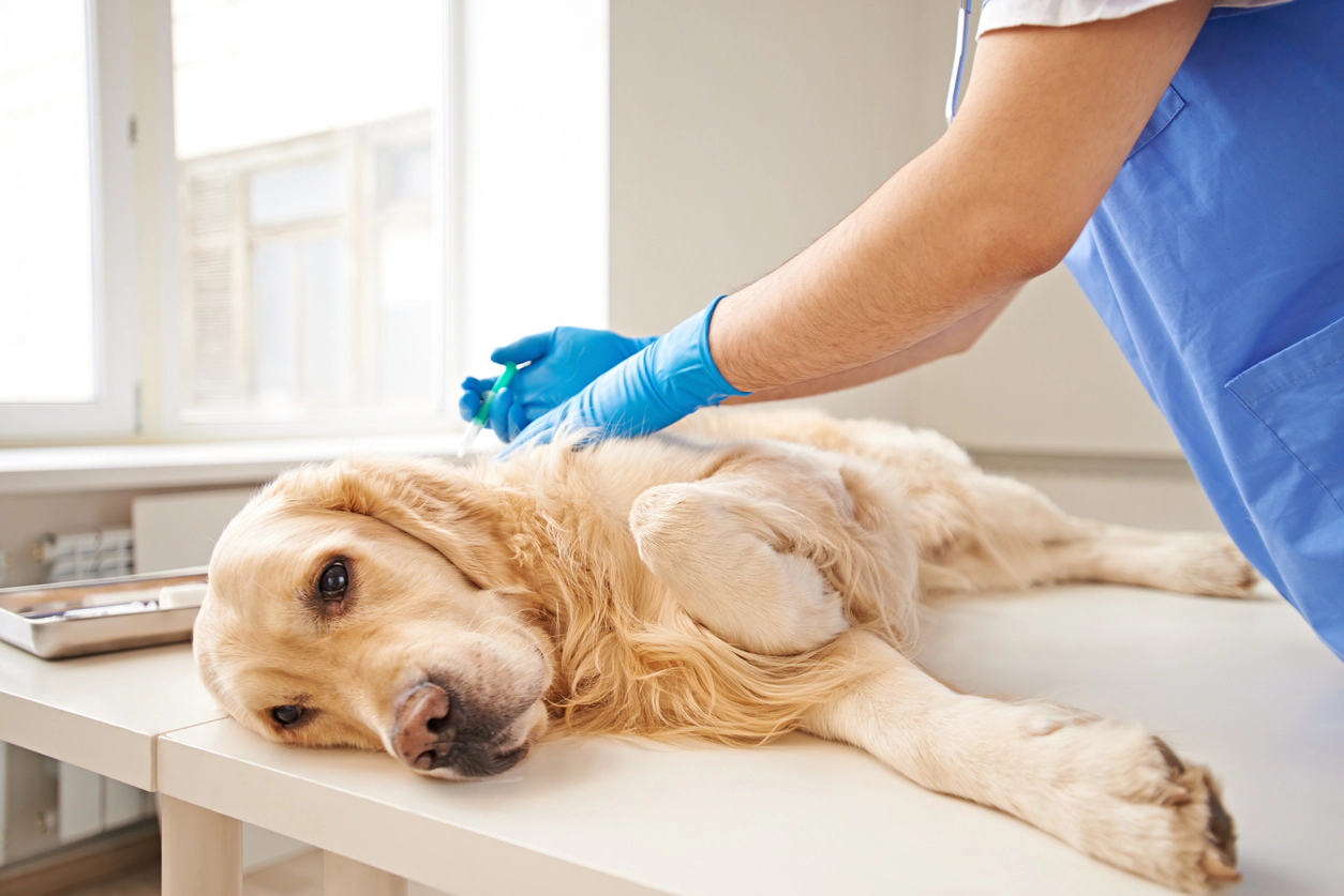 Dog undergoing treatment