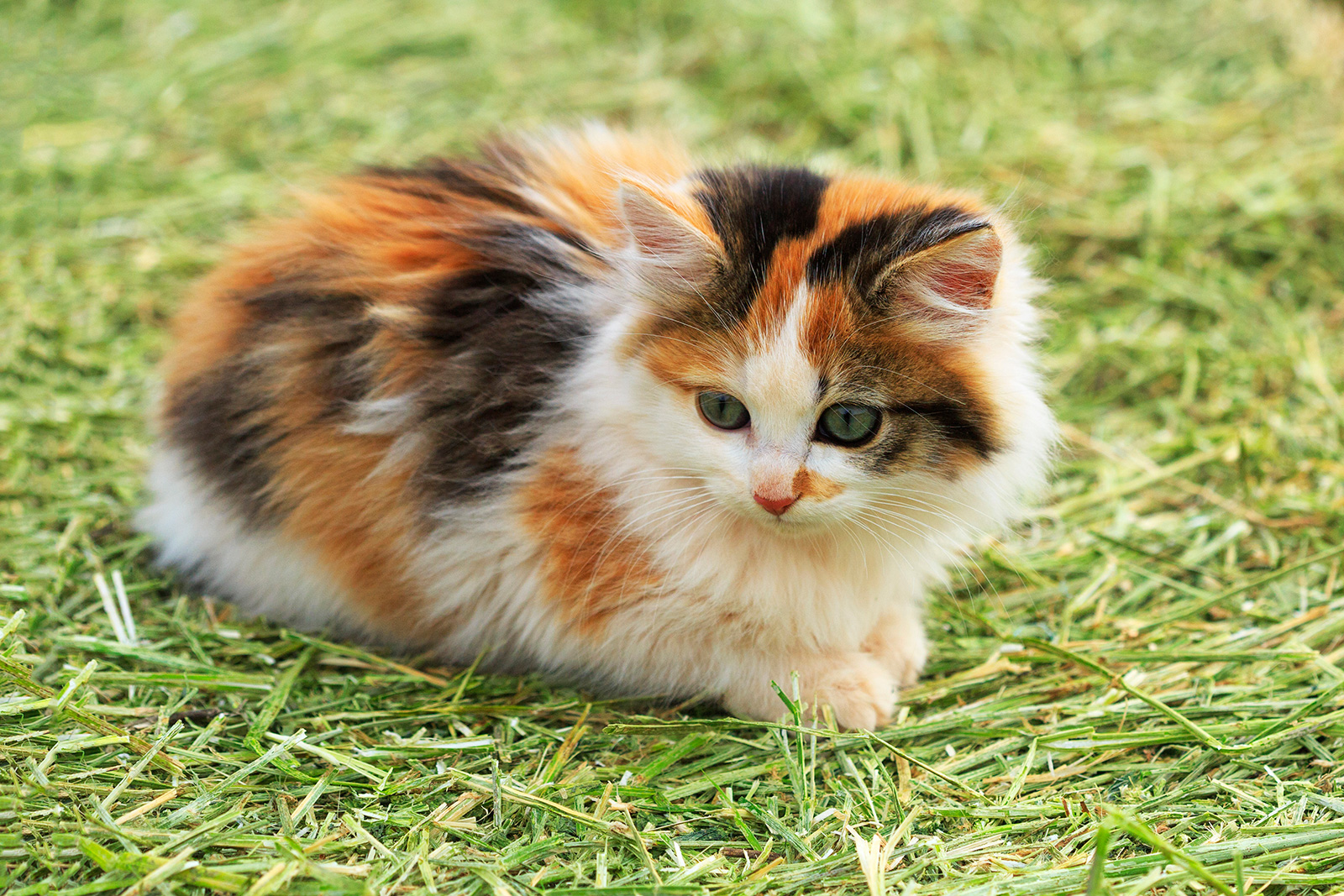 yavru calico kedi