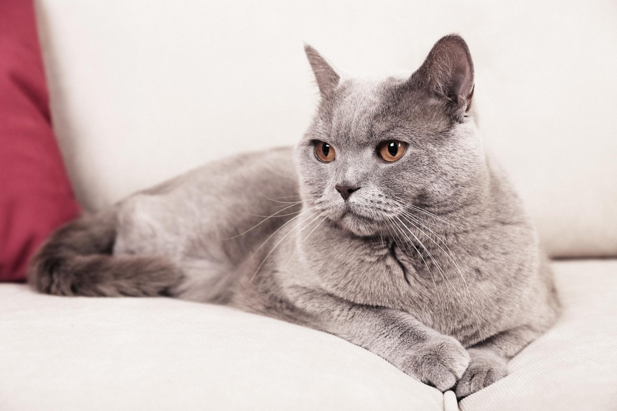 koltukta oturan British shorthair kedisi