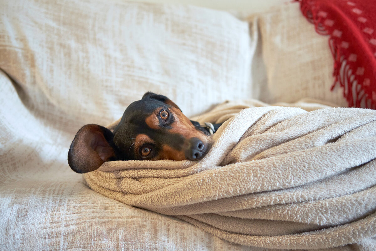 Small breed dog lying wrapped in a blanket