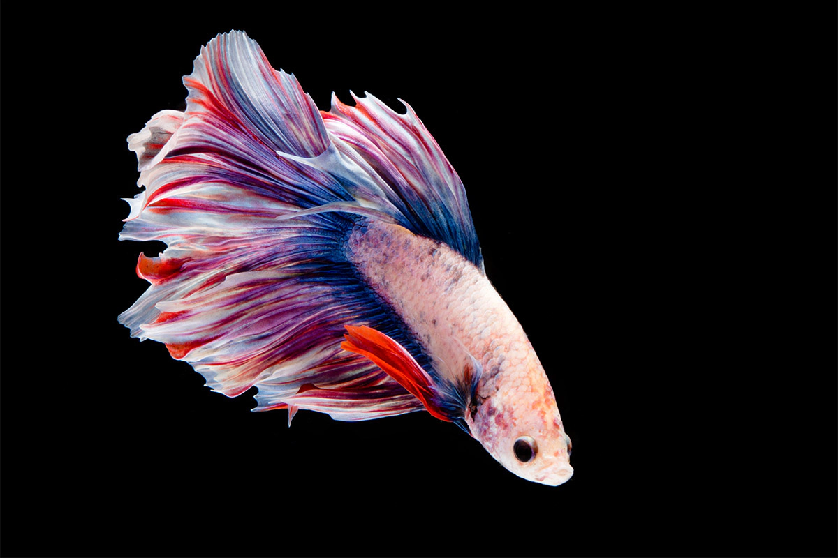 White, red, and blue betta fish on a black background