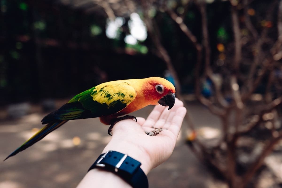 Bird eating from hand