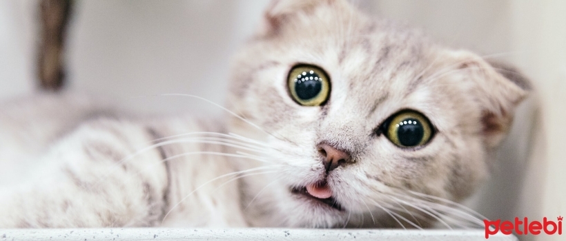 Monthly Cost of Cat Care