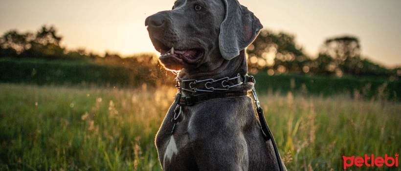How to Strengthen Dogs' Joints?