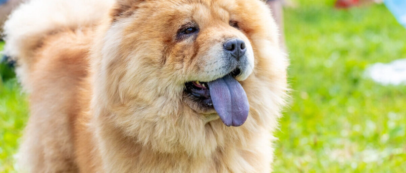 Chow Chow (Chinese Lion) Dog Characteristics, Care and Feeding