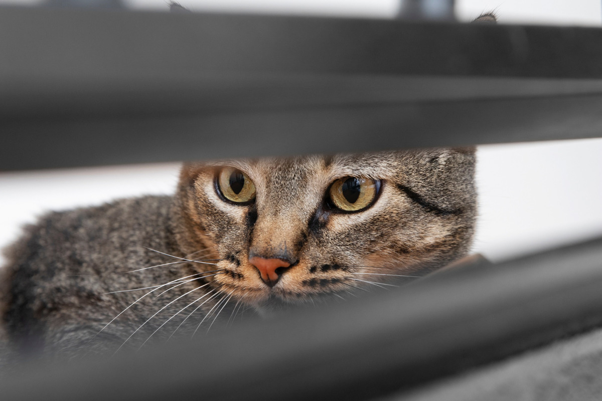 A tabby cat looking through the slats