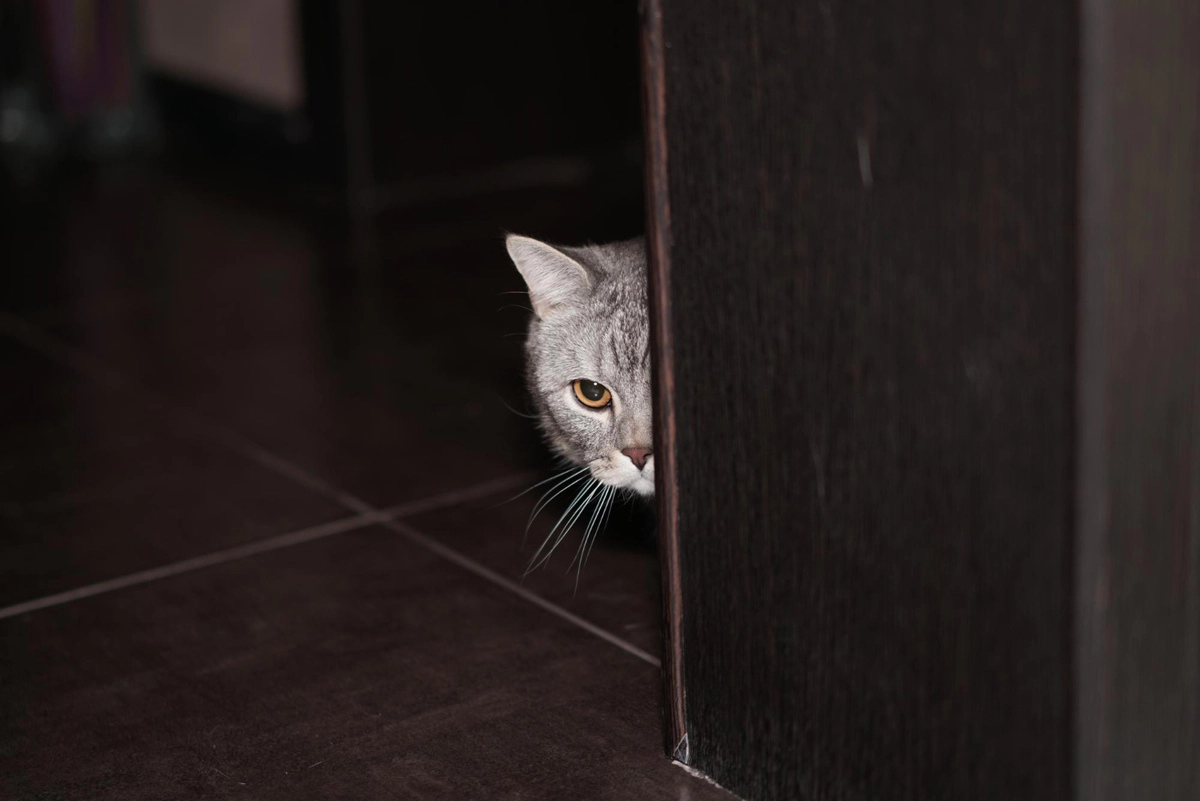 Gray cat hiding behind a door