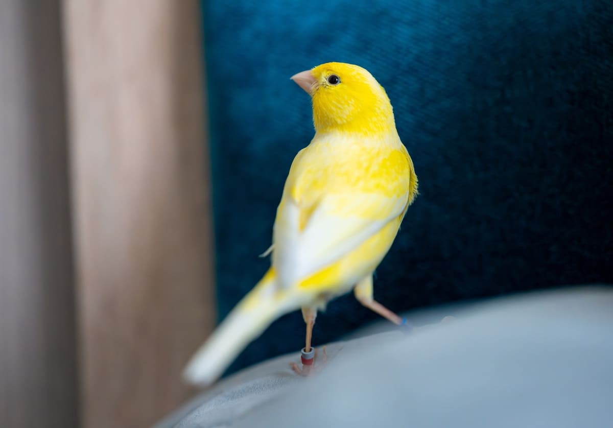 Yellow canary with an identification ring on its leg