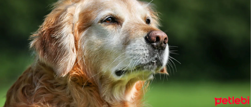 Vomiting in Older Dogs: Causes and Treatment Methods