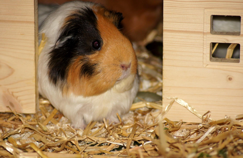 Guinea pig standing at the entrance of a wooden cage