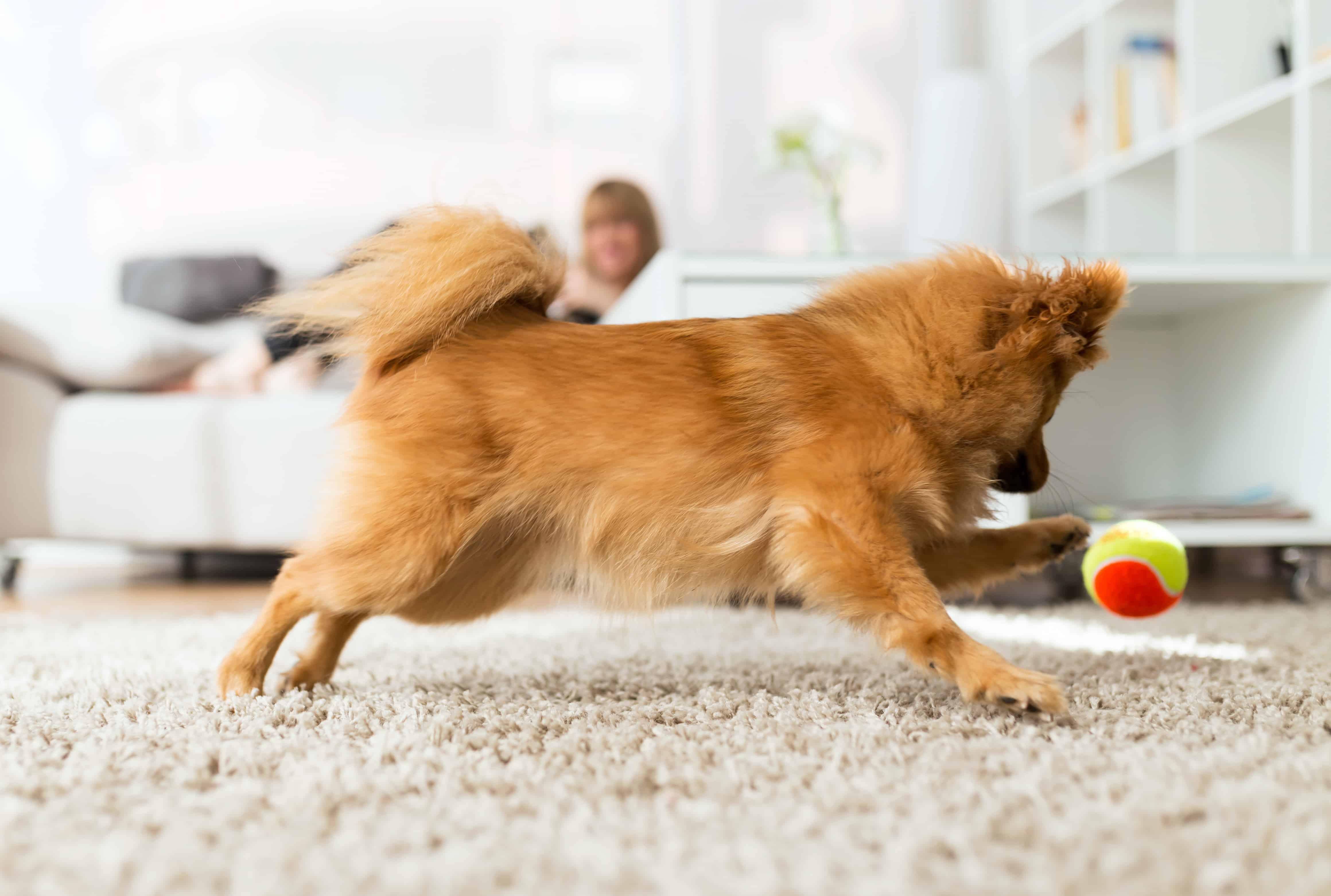 Dog playing