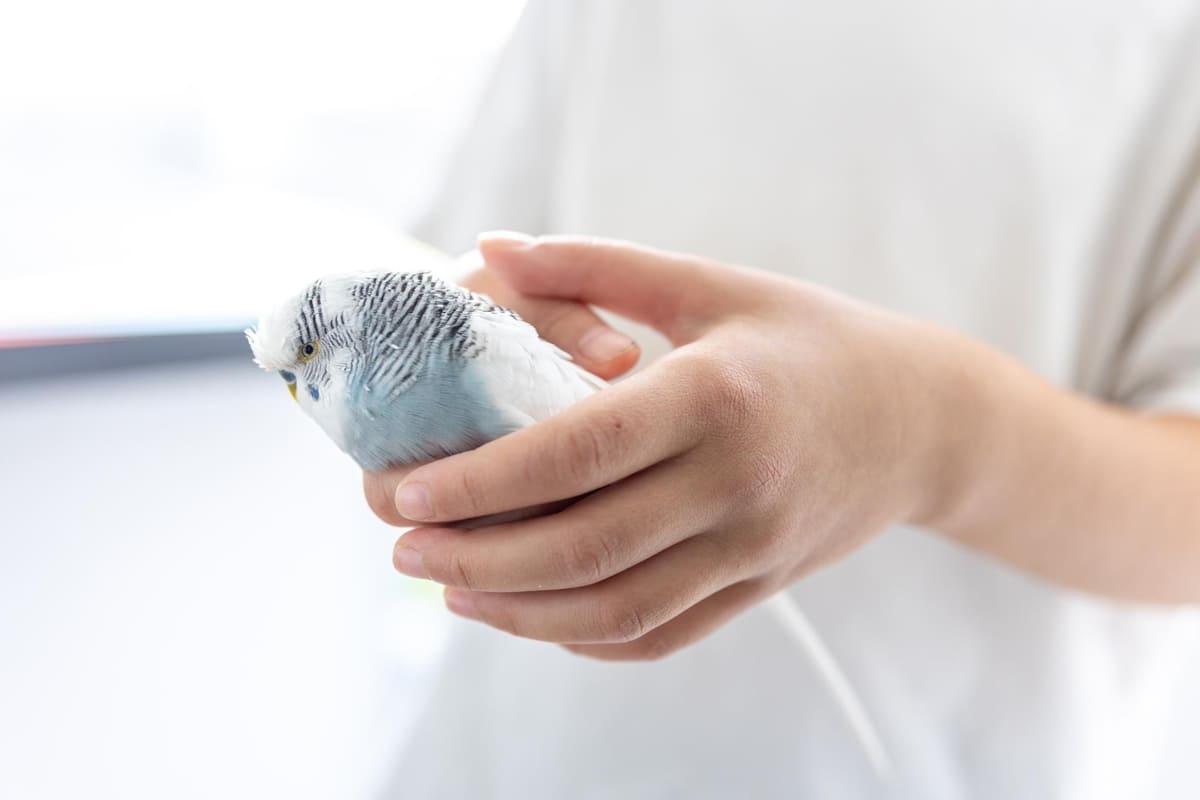 Budgie with blue and white feathers perched on its owner's palm