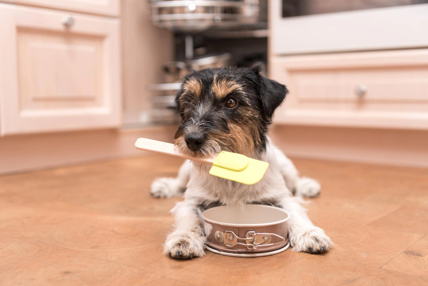 Dog standing behind a food bowl with a spatula