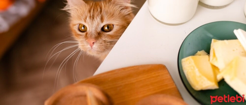Can cats eat cheese?