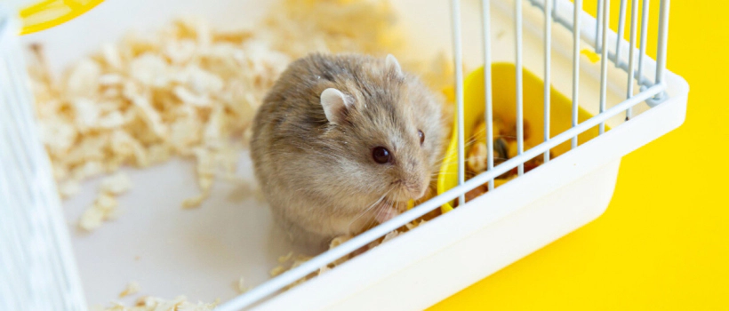 What is Hamster Bedding? What is it Used For?