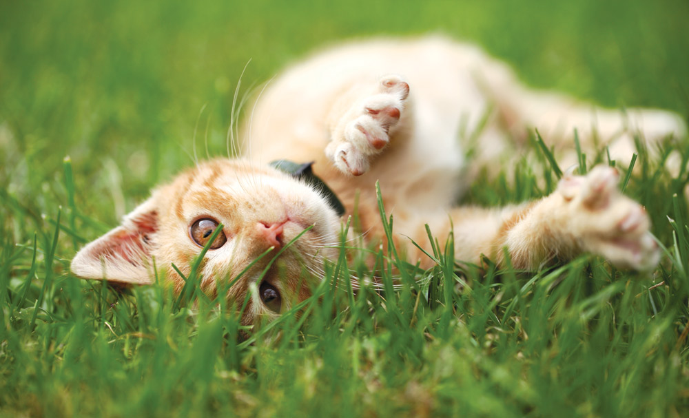 cat lying on the grass