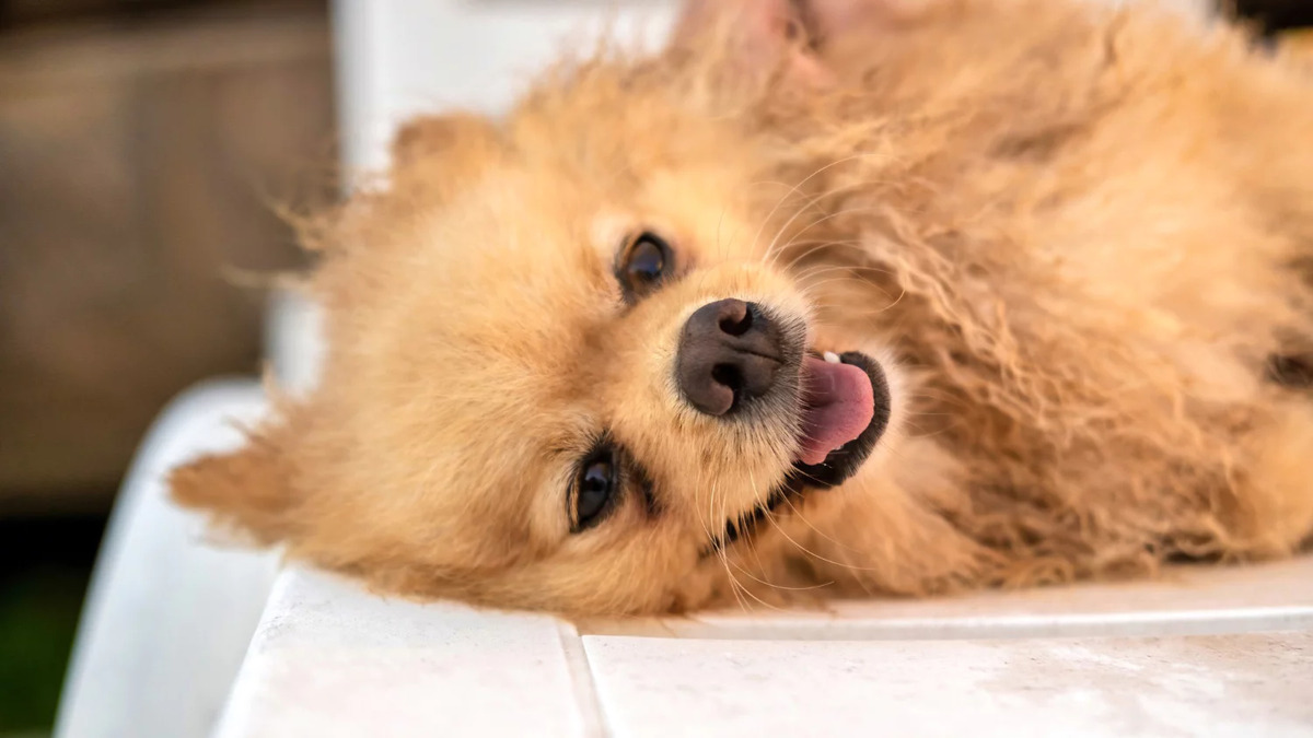 Pomeranian Boo dog with long fur lying on its side