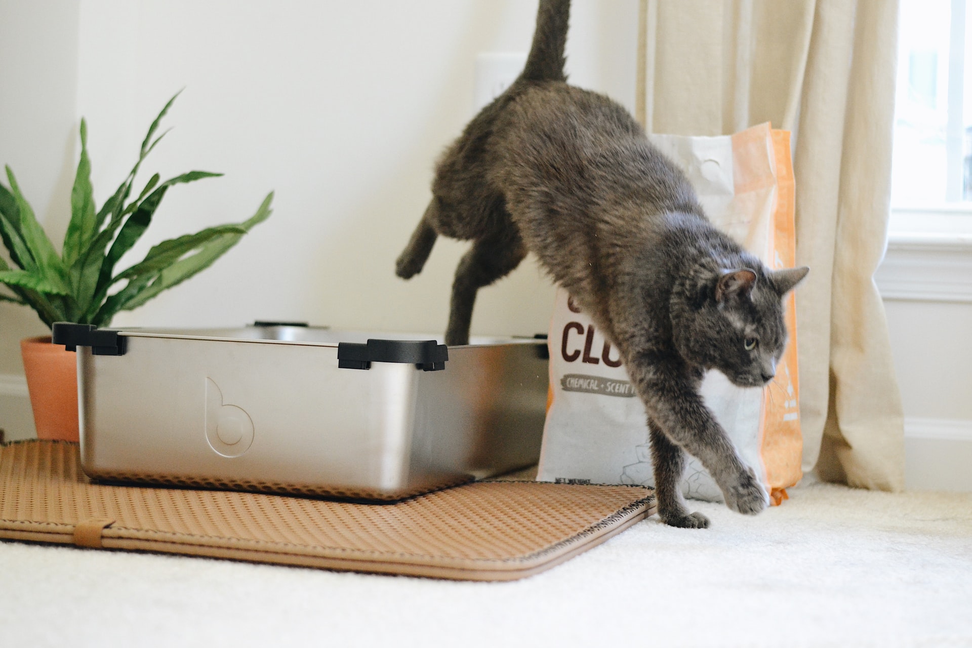 A gray cat coming out of its litter box